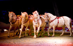 horses